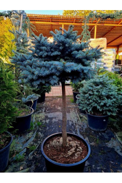 Ель колючая Глаука Глобоза (штамб)